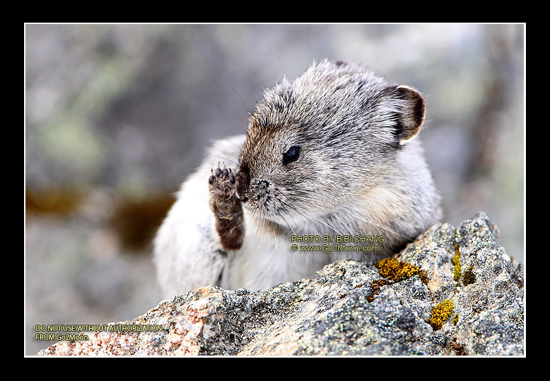 Pika Scratching