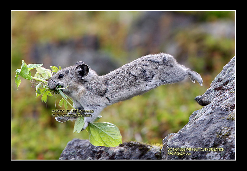 Pika Flying