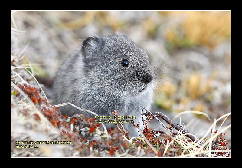 Young Pika