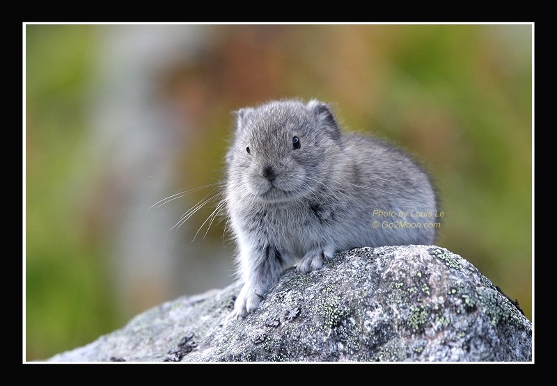 Little Pika