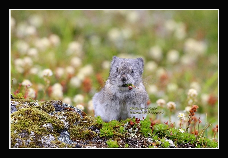 Pika Photo