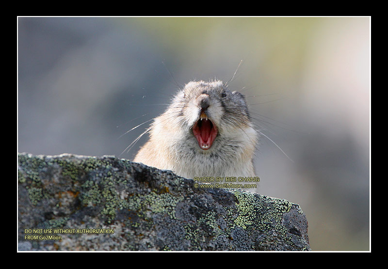 Pika Yawning