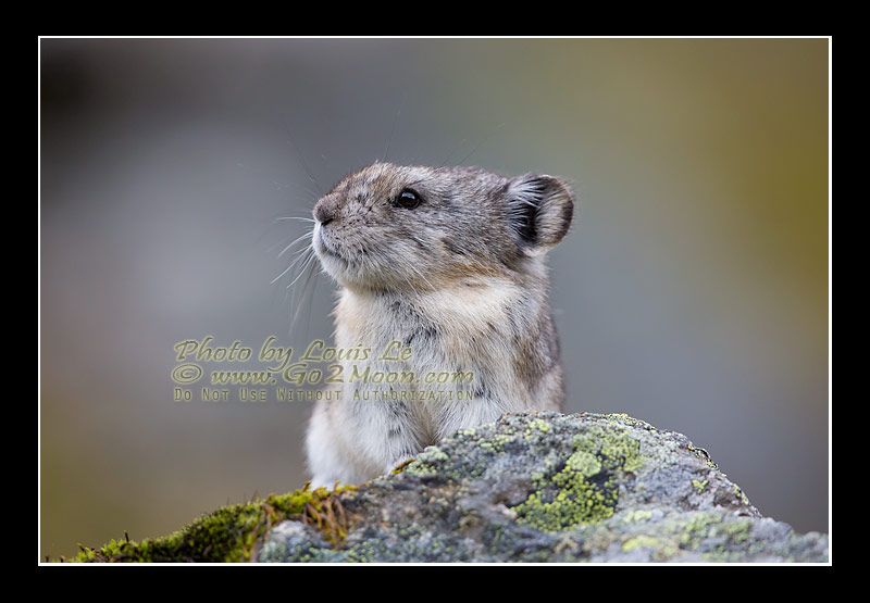 Adult Pika