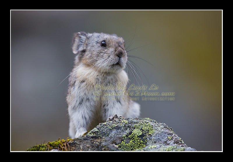 Pika Top of Rock