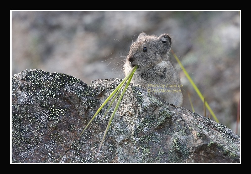 Pika Eating