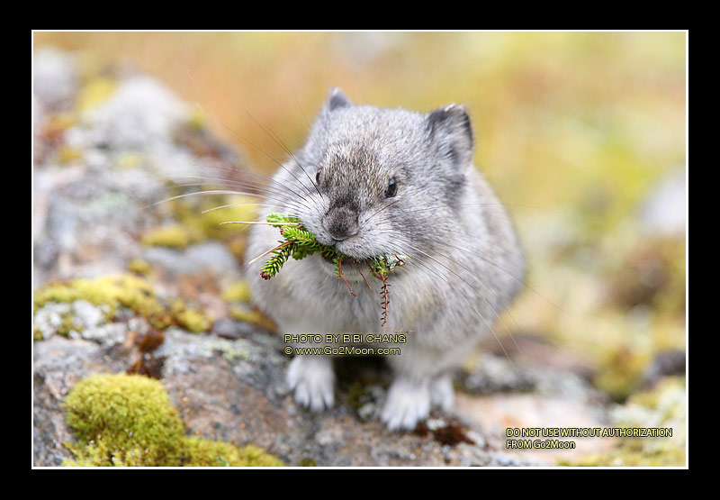 Pika Eating