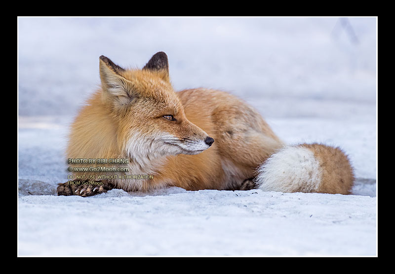 Red Fox on the Snow