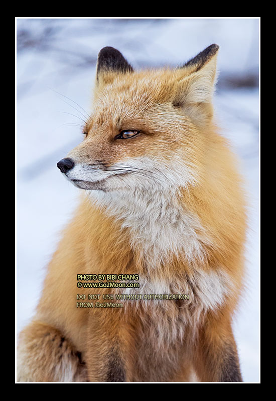 Red Fox on the Snow
