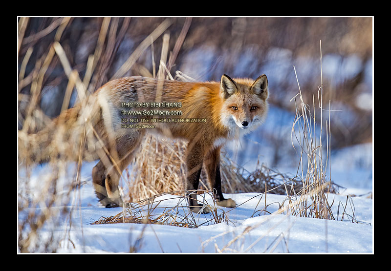 Red Fox on the Snow