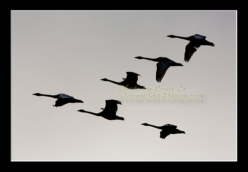 Swan Silhouette