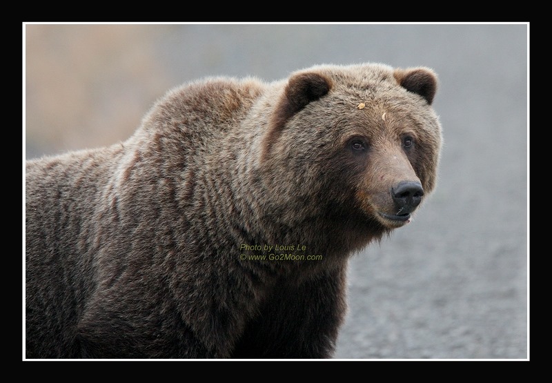 Bear Eye Contact