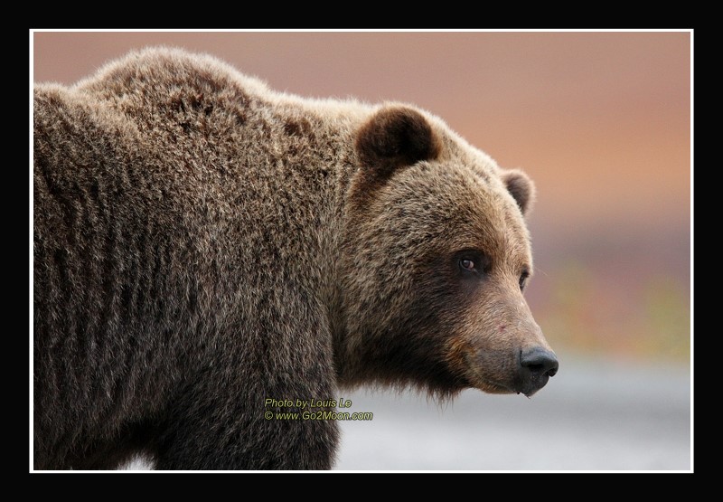 Grizzly Bear on tundra