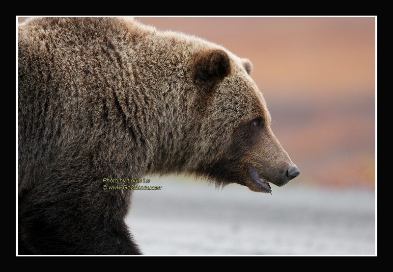 Grizzly Bear on tundra
