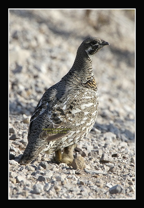 Ogilvie Grouse