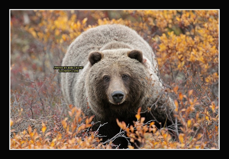 Yukon Bear Encounter