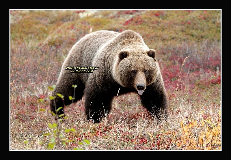 Yukon Bear