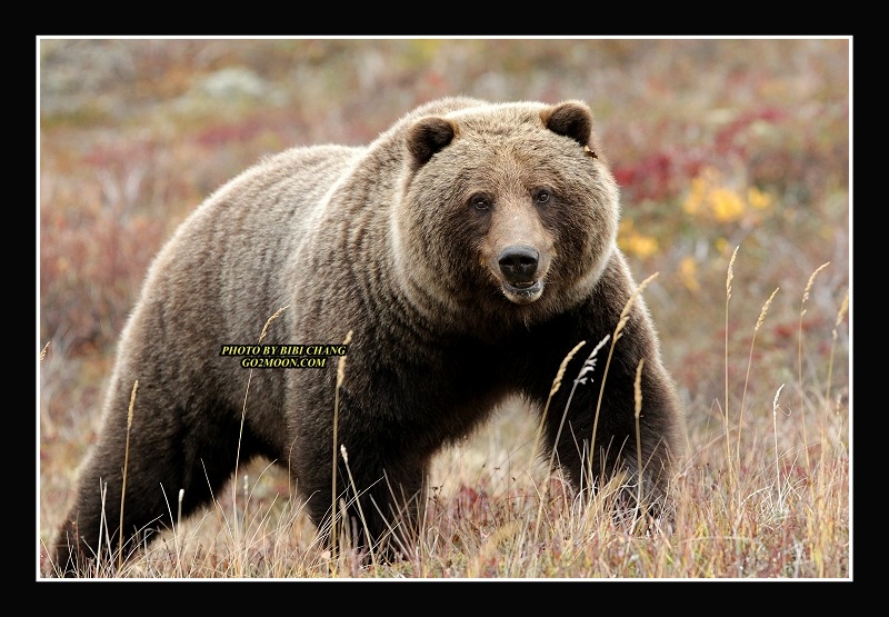Yukon Bear