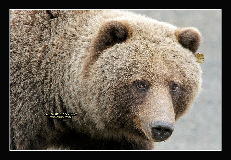 Yukon Bear Encounter