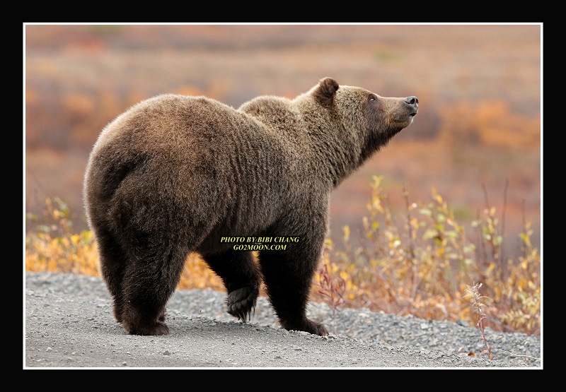Grizzly Bear on tundra