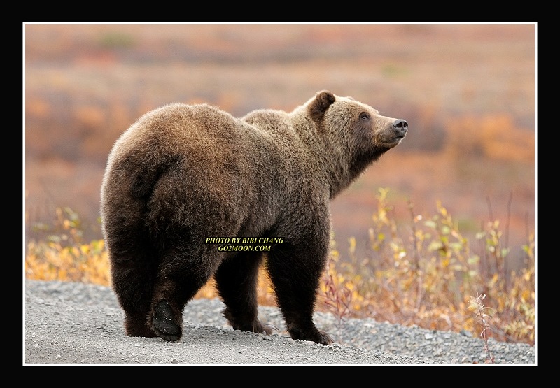 Grizzly Bear on tundra