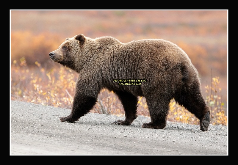 Arctic Bear