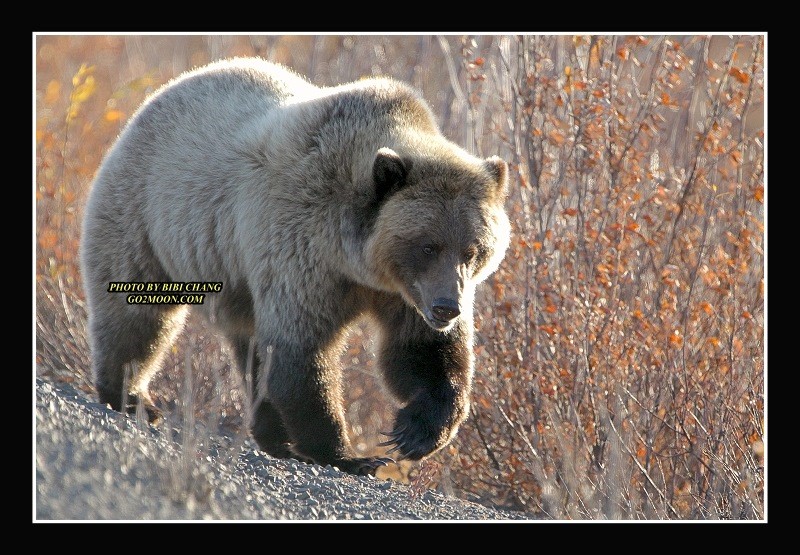 Yukon Grizzly Bear