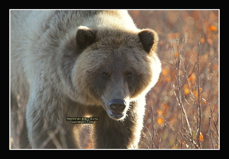 Yukon Grizzly Bear