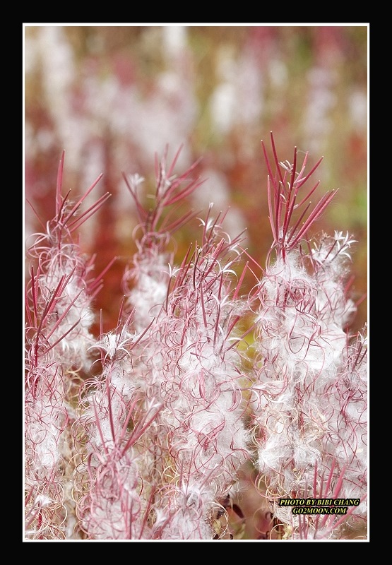 Fireweed