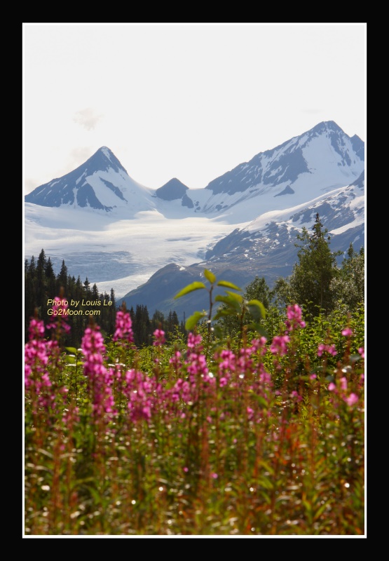 Fireweeds at Thompson Pass